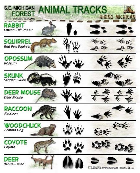 See Who's Sharing the Trail With You—How to Identify Animal Tracks. Apocalypse Survival, Animal Tracks, Survival Life, Wilderness Survival, Camping Fun, Camping Survival, Outdoor Survival, Survival Tips, Survival Gear