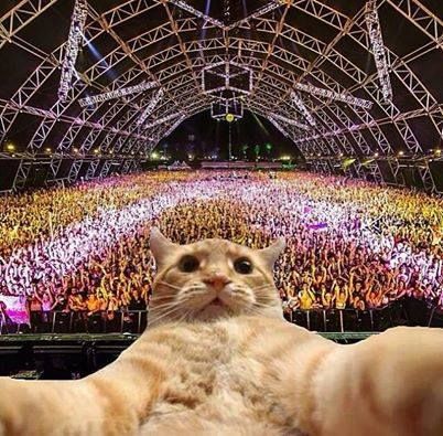 Concert Cat-Selfie Ellen Allien, Cat Expressions, Playlist Covers Photos, Edm Girls, Cat Selfie, Edm Music, Dancing Cat, Travel Music, Electronic Dance Music