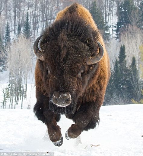 Time to go! A huge, angry bison charges at the photographer in a wildlife park in Ontario, Canada Moose Pics, Regnul Animal, Wild Kingdom, American Bison, Mule Deer, Manx, Majestic Animals, Wildlife Animals, Cebu