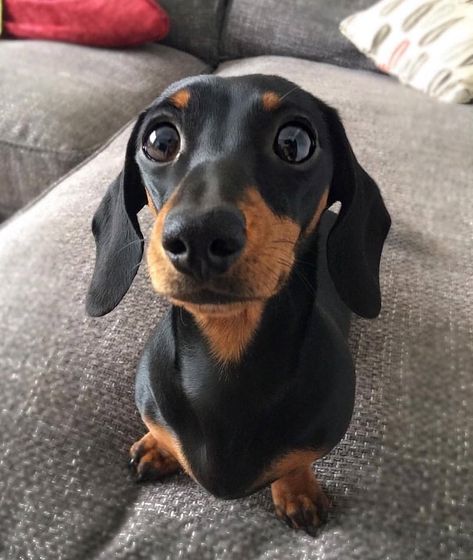 puppy and dog world (@puppy.addiction) • Instagram photos and videos Dachshund Cute, Tan Dachshund, Dachshund Breed, Black And Tan Dachshund, Black Dachshund, Clever Dog, Weiner Dogs, Dachshund Mom, Most Popular Dog Breeds