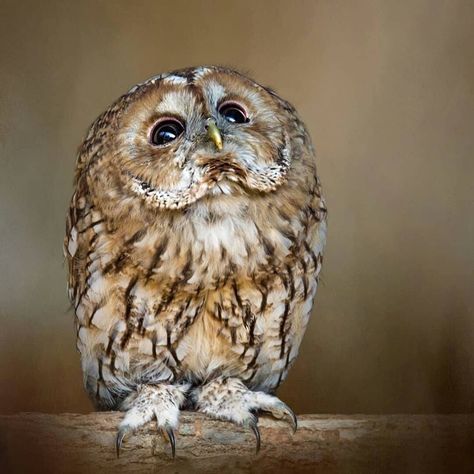 Harry Potter Dnd, Just Wanted To Say Hi, Owl Face, Awesome Owls, Animals Aesthetic, Owl Photography, Tawny Owl, White Claw, Owl Photos