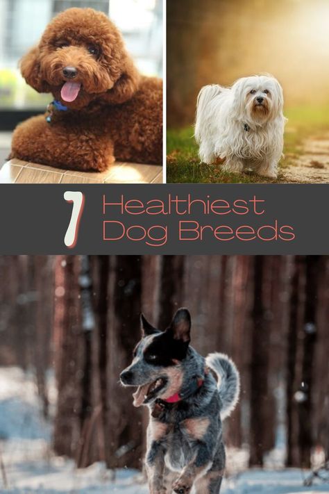 Owning a dog is one of the best things you can do for yourself. Dogs shower us with love and affection and fill our lives with joy and happiness. The only problem when it comes to dogs is - they don’t live long enough. Dogs are prone to certain health problems and issues, and as dog owners, it is our job to keep them as safe and as healthy as possible. Some breeds are naturally healthier and live longer than others, and here is a list of the healthiest dog breeds in the world. Healthiest Dog Breeds, Owning A Dog, Big Dog Breeds, Love And Affection, Dog Shower, Large Dog Breeds, Pet Safety, Poodle Dog, Healthy Dogs