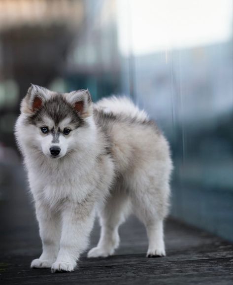 Pomsky Full Grown, Pomsky Dog, Pomsky Puppies, Gorgeous Animals, Dream Dog, Very Cute Dogs, Clay Figures, Cute Dogs And Puppies, Cuteness Overload