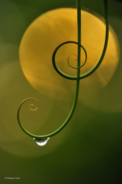 Foto Macro, Fibonacci Spiral, Deco Nature, Wildlife Photographer, Golden Ratio, Water Droplets, Patterns In Nature, Rain Drops, Water Drops