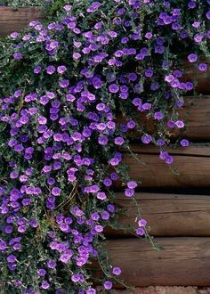 Planting Next To House, Purple Container Flowers, Purple Hanging Flowers, Convolvulus Sabatius, Shade Containers, Blue Flowering Plants, Cascading Plants, Spring Flowers Garden, Cottage Gardening