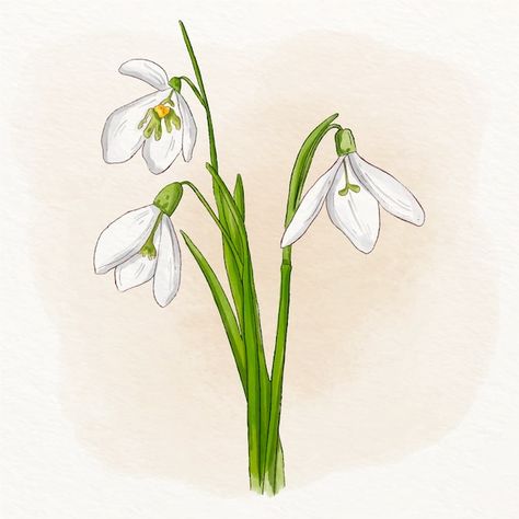 Snow Drop Flower Drawing, Snowdrop Illustration, Snow Drops Flowers, Floral Print Background, Snow Drops, Flower Drawing Tutorials, Watercolor Floral Pattern, Flower Sketches, Hand Drawn Flowers