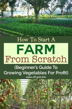 How to Start A Farm From Scratch – Beginner's Guide To Growing Vegetables For Profit - Off-Grid Start A Farm, Starting A Farm, Backyard Design Ideas Budget, Small Backyard Design Layout, Small Backyard Design Ideas, Backyard Design Layout, Vegetable Farming, Farm Plans, Homesteading Diy