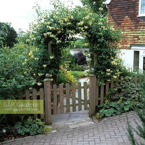 Lonicera periclymenum Graham Thomas, common honeysuckle, on arch above picket wooden gate leading to garden path edged in daylily and hypericum. Path Edging, Buy Christmas Tree, Back Garden Design, Garden Design Layout, Garden Plan, Wooden Gates, Plant Photography, Garden Cafe, Park Lane