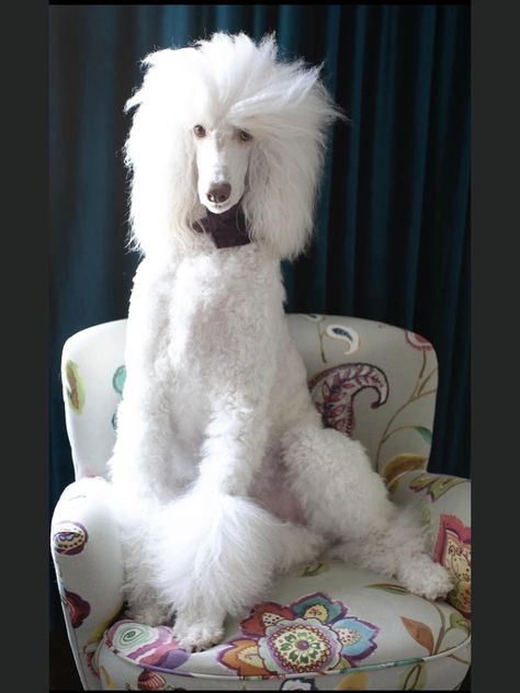 Poodle Tail Styles, Cream Standard Poodle, Poodle Mohawk, Female Standard Poodle, Miniature Poodle Haircuts, Standard Poodle Cuts, Poodle Haircuts, Poodle Haircut Styles, Poodle Standard