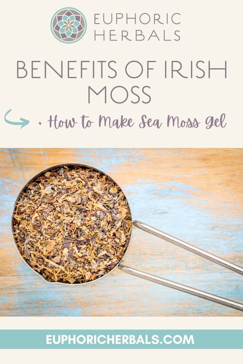 Irish moss, also known as Irish sea moss or simply sea moss, isn't a moss at all. It's actually a seaweed that grows in the waters of the Atlantic ocean. Because of the many benefits of Irish moss, it's now labeled a "superfood" by many. Here's more about sea moss, its incredible benefits, and how to make your own sea moss gel. Irish Sea Moss Benefits, Make Sea Moss Gel, Sea Moss Benefits, Benefits Of Sea Moss, Irish Sea Moss, Sea Moss Gel, Irish Moss, Irish Sea, Herbs For Health