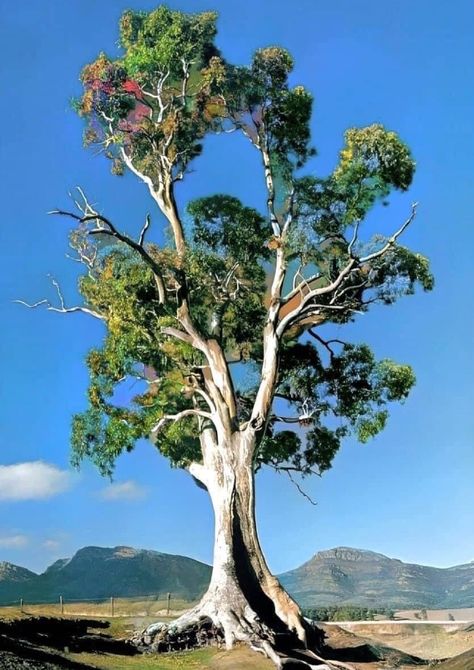 Old Trees Photography, Plants Study, Tree Reference, Eucalyptus Camaldulensis, Wise Tree, Art For Walls, Environment Painting, Walls Art, Gum Tree