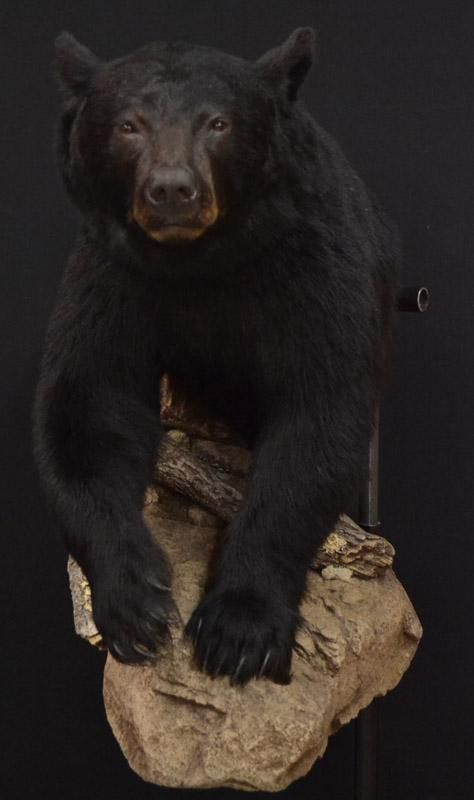 Nature's Way Taxidermy Half-body Black Bear Wall Mount Black Bear Mounts, Aesthetic Animal Wallpaper, Taxidermy Aesthetic, Bear Taxidermy, Funny Taxidermy, Wet Specimen Taxidermy, Waterfowl Taxidermy, Bear Skin Rug, Bear Mounts