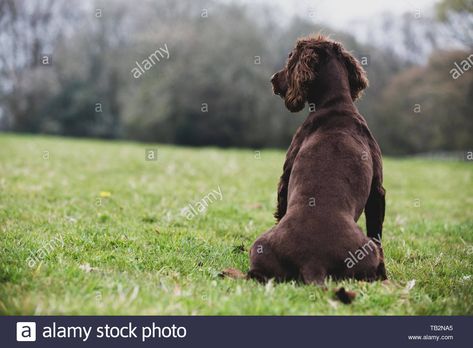 Download this stock image: Rear view of Brown Spaniel dog sitting in a field. - TB2NA5 from Alamy's library of millions of high resolution stock photos, illustrations and vectors. Brown Spaniel, Sitting In A Field, Spaniel Dog, Dog Sitting, My Dog, Pet Owners, Rear View, Spaniel, Labrador Retriever