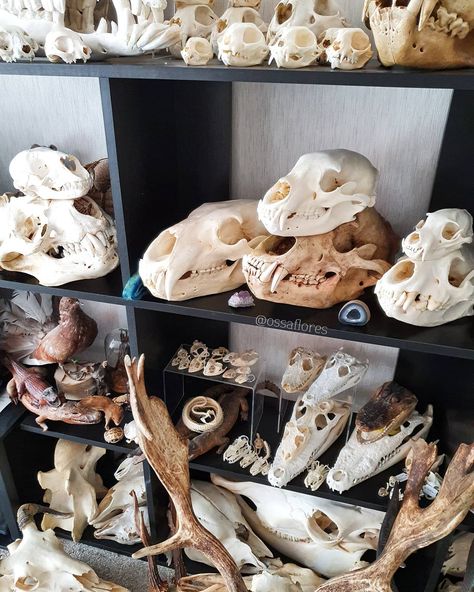 I took a pic of the new polar bear skull on my shelves (I had to have a rearrange and move the sealion to get them all to fit!) so I thought I may as well post this one for #skullsundays today  Gotta love the skull wall! I still need to get the big fallow deer on the wall above these shelves me and my husband just haven't got around to it yet so the antlers are still leaning against the skull shelves  I'm still feeling extra rotten due to night seizures but I can't waste another day just sleepin Skull Collection Display, Animal Skull Display, Crow Culture, Polar Bear Skull, Skull Display, Naturalist Decor, Animal Skull Decor, Bear Skull, Me And My Husband