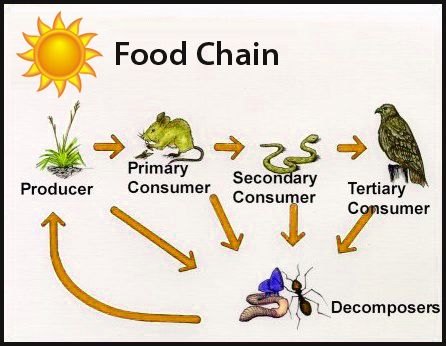 Fun Producers and Consumers Habitats Facts for Kids Producers Consumers Decomposers, Food Chain Activities, Fossils Activities, Producers And Consumers, Science Quiz, Animal Life Cycles, Geography For Kids, Matter Science, Food Chains