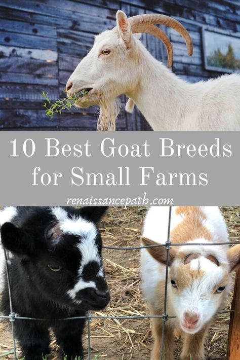 10 Best Goat Breeds for Small Farms. Nigerian Dwarf goats, Mini Nubians, Kinder Goats, LaMancha Goats, Meat goats, Dairy Goats. Lamancha Goat, What Do Goats Need, Nubian Goats, Goat Supply List, Mini Nubian Goats, Goats For Clearing Land, Minature Goats, Types Of Goats, Nigerian Goats