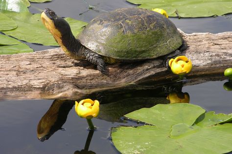 Blandings Turtle, Asian Forest, Turtle Photography, Freshwater Turtles, Red Eared Slider, Reptiles And Amphibians, Koi Pond, Ocean Animals, Animals Of The World