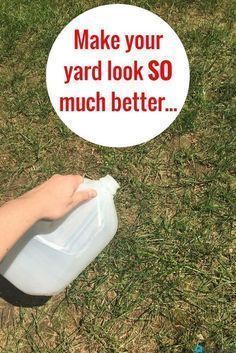 How To Grow Grass With Dogs, Growing Grass With Dogs, Lawn Repair, No Grass Backyard, Dog Urine, Dog Yard, Lawn Care Tips, Dog Pee, Garden Wallpaper