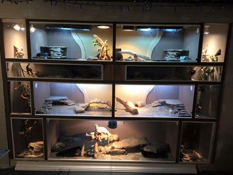 Reptile Wall, Bearded Dragon Terrarium Ideas, Corn Snakes, Bearded Dragon Diy, Snake Terrarium, Bearded Dragon Terrarium, Move In Day, Snake Enclosure, Gecko Terrarium