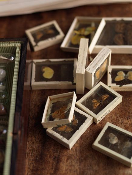 little framed butterflies & flowers. Sibella Court, Animal Studies, Cabinet Of Curiosity, Cabinet Of Curiosities, Nature Collection, Shadow Boxes, Taxidermy, Pressed Flowers, Assemblage