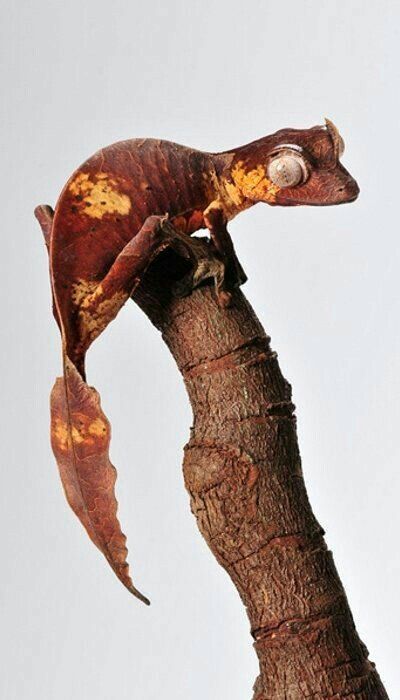 Satanic Leaf Tail Gecko (Uroplatus phantasticus) Leaf Tailed Gecko, Satanic Leaf Tailed Gecko, Chameleon Lizard, Cute Reptiles, Interesting Animals, Chameleons, Rare Animals, Vivarium, Weird Creatures