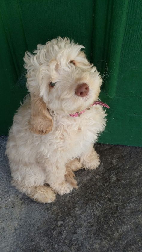 cream Australian labradoodle puppy Cream Labradoodle, Aussie Labradoodle, Labradoodle Miniature, Australian Labradoodles, Australian Labradoodle Puppies, Different Types Of Dogs, Lagotto Romagnolo, Seal Pup, Australian Labradoodle