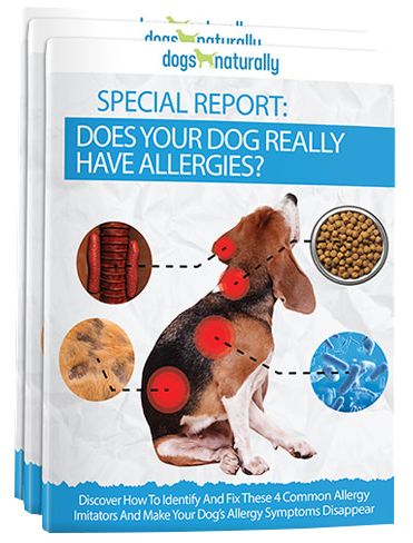 Helping Allergies In Dogs With Food Energetics | Dogs Naturally Dog Allergies Remedies, Dog Allergy Symptoms, Dog Itching Remedies, Dog Mange, Dog Dental Cleaning, Natural Allergy Relief, Dog Skin Problem, Itchy Dog, Coconut Oil For Dogs