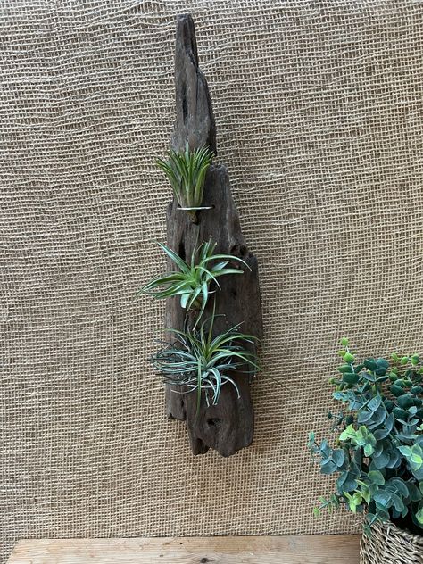 Large Driftwood Branch 15" - Air Plant Holder - Succulent Holder  "Viking decor" Coastal Decor Boho Decor Beach home decor Succulent Holder, Wood Log Crafts, Viking Decor, Driftwood Projects, Air Plant Display, Driftwood Branch, Beach Home Decor, Diy Dollar Tree Decor, Carmel Valley