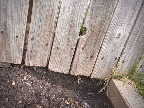 drainage - How do I limit the water flowing through my neighbor's fence into my yard? - Home Improvement Stack Exchange Drainage Along Fence Line, Bottom Of Fence Gap Ideas, Standing Water In Yard Solutions, Beautiful Raised Garden Beds, Good Neighbor Fence, Yard Drain, Log Fence, Backyard Drainage, Yard Drainage