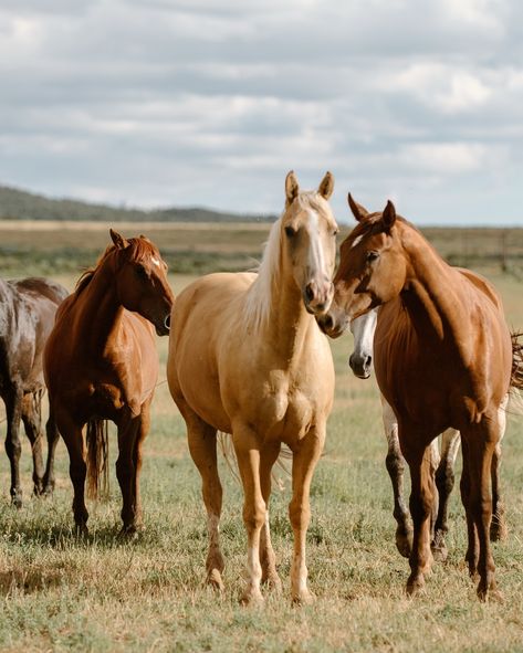 Horses have always been at the center of my roots and have shaped me to be who I am today…. Always forever grateful for the lessons I’ve learned from being able to be a part of this way of life. #longlivecowboys #cowboys #westernwayoflife #longlivethecowboy #cowgirls #westernlifestyle #agriculture #supportsmallfarms #cowboying #wildhorses #runninghorses Retreat host @sshyphotography Herd Of Horses, Horse Herd, Farm Lifestyle, Always Forever, My Roots, Running Horses, Small Farm, Forever Grateful, Wild Horses