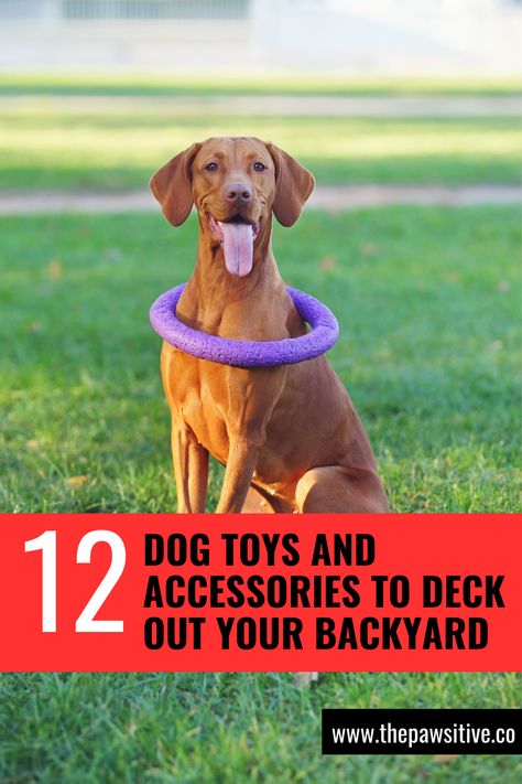 Backyard Dog Activities, Activities For Dogs Outdoor, Outdoor Dog Toy Storage, Backyard For Dogs, Dog Backyard Playground, Dog Pool Diy, Pet Enrichment, Dog Friendly Backyard, Bed Options