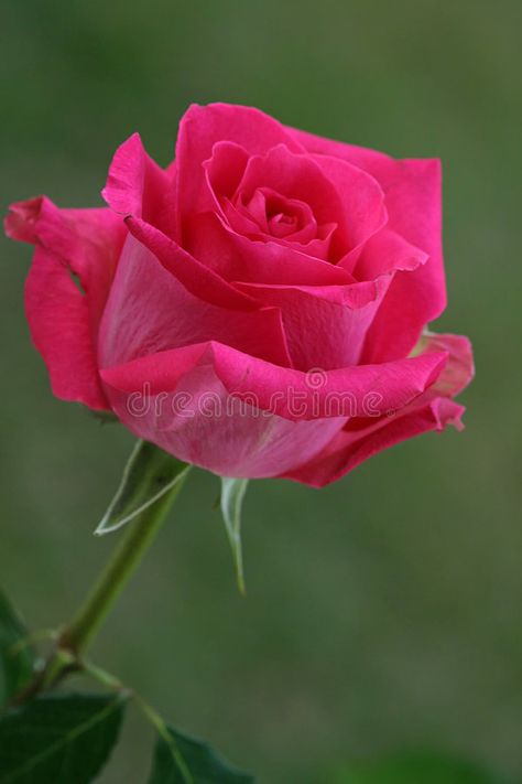 Hot Pink Rose. A single, bright magenta colored rose #Sponsored , #AFFILIATE, #paid, #Pink, #single, #colored, #Rose Thornless Roses, Love Rose Flower, Rose Flower Wallpaper, Hot Pink Roses, Rose Pictures, Pink Rose Flower, Rose Rouge, Beautiful Rose Flowers, Beautiful Flowers Pictures