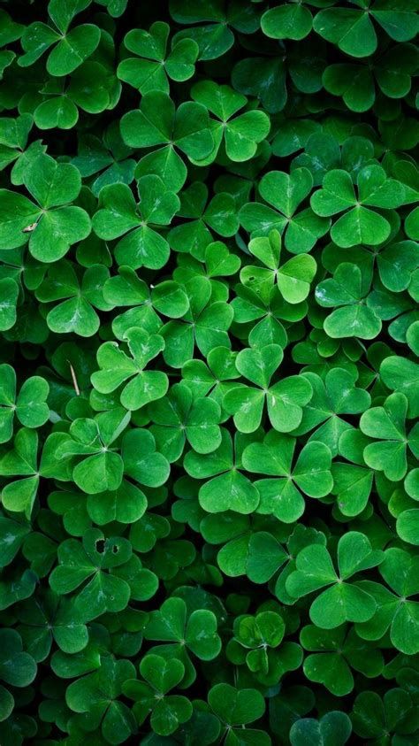 Shamrock Green Aesthetic, Green Objects Aesthetic, Shamrock Aesthetic, Green Leaves Aesthetic, Shamrock Wallpaper, Green Leaves Wallpaper, Greenery Wallpaper, Leaves Wallpaper Iphone, Green Nature Wallpaper