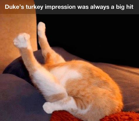 #turkey #Thanksgiving #poultry #impressions #cat Thanksgiving Cat, Bad Cats, Funny Cat Memes, Funny Thanksgiving, Funny Cat Pictures, Funny Cute Cats, Grumpy Cat, Silly Cats, Funny Animal Pictures