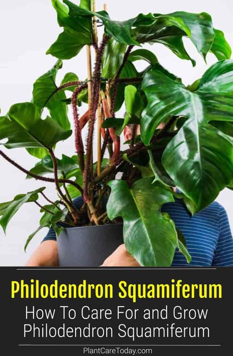 Philodendron Squamiferum is an unusual-looking Philodendron species. Learn how to grow and care for your Hairy Philodendron. Squamiferum Philodendron, Philodendron Squamiferum, House Jungle, Rare Philodendron, Philodendron Care, Homestead Gardening, Houseplant Care, Homestead Gardens, House Plant Care