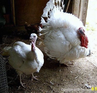 A female Turkey(left) is standing in dirt next to a male Turkey(right) in front of a doorway looking to the left. Turkey Chicks, Turkey Pictures, Female Turkey, Turkey Breeds, Rhode Island Red Chickens, Farming Land, Pictures Of Turkeys, Pet Turkey, Raising Turkeys