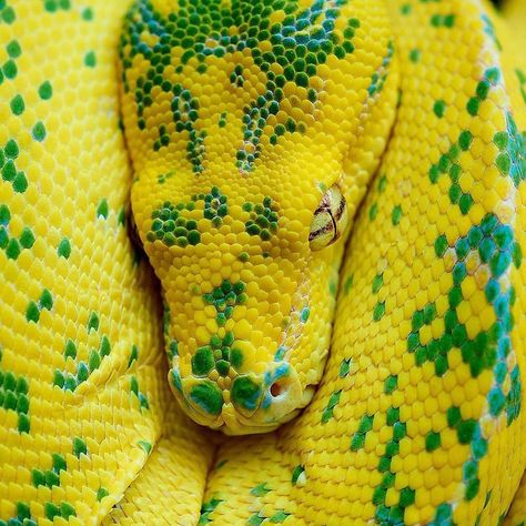 This high yellow green tree python is so stunning. 😍 Green tree pythons are often referred to as Chondro, which refers to their name… Clay Snakes, Bush Viper, Green Tree Python, Tree Python, Reticulated Python, Snake Coloring Pages, Creepy Crawlers, Reptile Room, Guinea Pig Toys