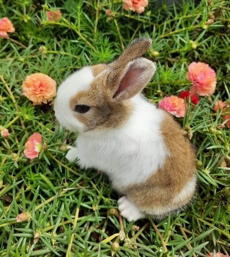 Cute rabbit picture | nature's beauty | orange carnation | baby animals Dutch Rabbits, Dutch Bunny, Cutest Bunny Ever, Dutch Rabbit, Rabbit Colors, Mini Lop, Baby Rabbit, Love Bunnies