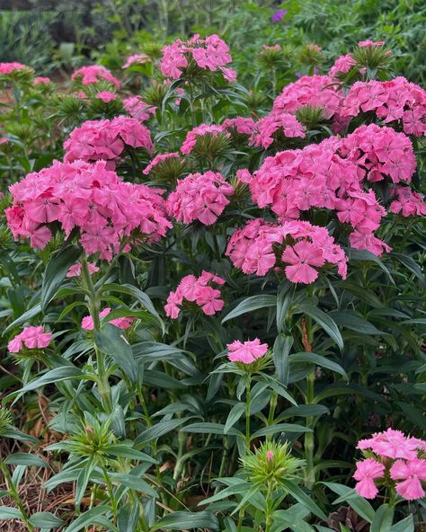 Old-fashioned Sweet Williams (Dianthus barbatus ‘Newport Pink’). Fragrant like sweet cloves, edible, & reliable perennial. #gardenjournal #sweetwilliam #antiqueflowers #perennials #dianthus #edibleflowers Dianthus Barbatus, Sweet William, Garden Journal, Level 4, Edible Flowers, May 31, Grasses, Newport, Perennials