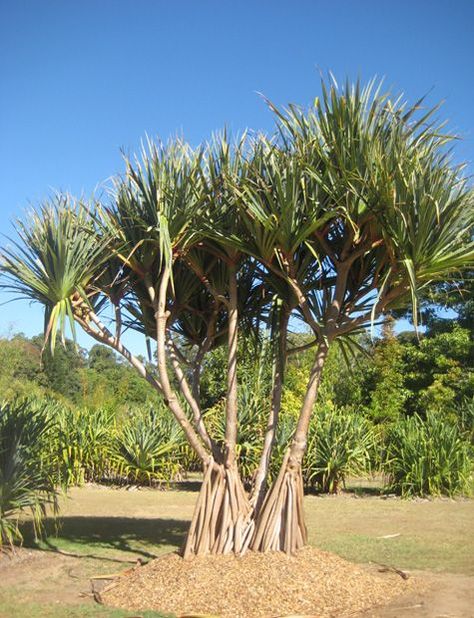 Buy Pandanus Tree - Care Transplanters - Sunshine Coast Brisbane South East Queensland Qld Australia Pandanus Tree, Family Timeline, Australia Wildlife, Pine Seeds, Island Garden, Open Showers, Outdoor Showers, Fast Growing Trees, Tropical Tree