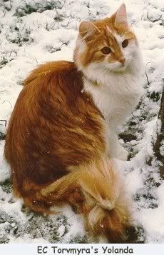 Orange and white longhaired cat Cat And Dog Photos, Orange And White Cat, Warrior Cat Oc, Cat Oc, Cat Reference, White Kittens, Cat Boarding, White Cats, Ginger Cats