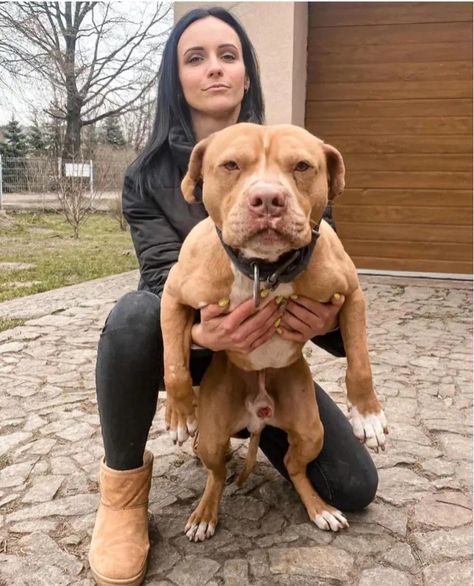 My pitbull is a gentle giant. Pitbulls are loyal, loving, and protective.Don’t judge a dog by its breed. Judge it by its heart. Pitbull Dog Breed, Bully Dog, Dog Agility, Pitbull Lover, Birthday Happy, Bully Breeds, American Bully, Gentle Giant, Pitbull Dog