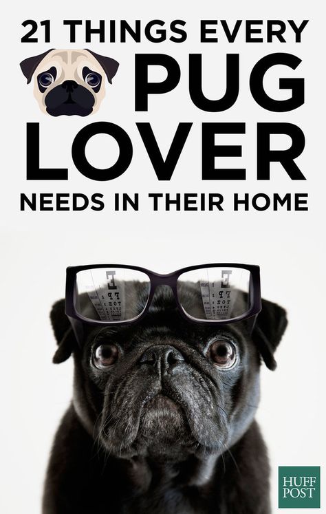 Pug Accessories, Pug Pillow, Pug Mug, Pugs And Kisses, Pug Pictures, Pug Art, Black Pug, A Pug, Pug Puppies