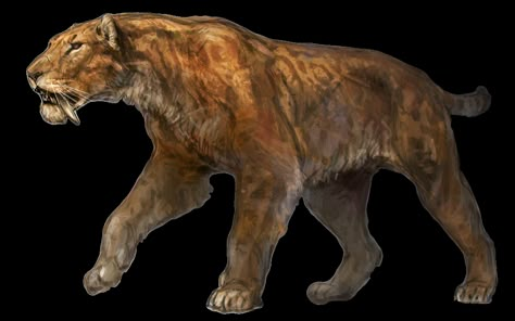 Sabertooth Tiger Art, Smilodon Art, Sabertooth Tiger, Prehistoric Wildlife, Jurassic World Dinosaurs, Ancient Animals, Prehistoric Art, Paleo Art, Extinct Animals