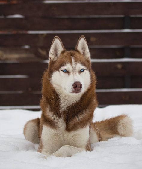 Siberian Husky #siberianhusky Siberian Husky Funny, Red Husky, Wolf Husky, Husky Funny, Cute Husky, Husky Lover, Siberian Husky Dog, Husky Mix, A Husky