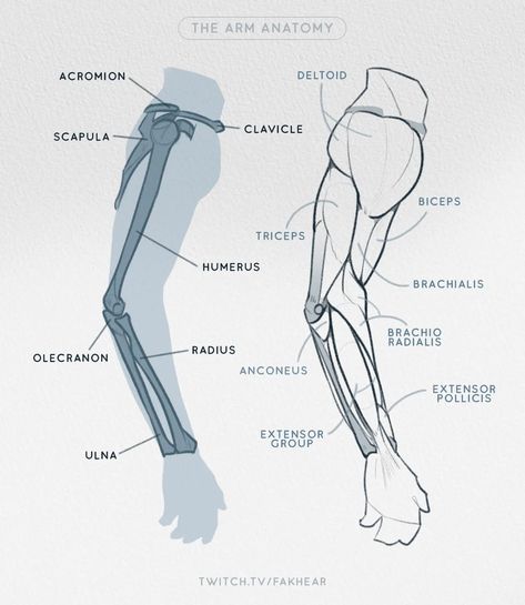 Ulna Anatomy, Muscles Sketch, Anatomy Arm, Procreate Free Brushes, Bone Drawing, Arm Anatomy, Human Anatomy Reference, Anatomy Bones, Anatomy Sculpture