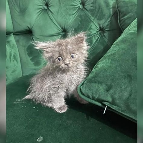 Cats World Sick Kitten, Being Abandoned, Nebelung, Kitten Names, Cat Stories, Happy Ending, Scottish Fold, Cat People, British Shorthair