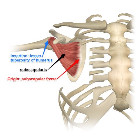 The Subscapularis Muscle Subscapularis Muscle, General Anatomy, Shoulder Anatomy, Muscle Tear, Neck And Shoulder Exercises, Human Muscle Anatomy, Anatomy Images, Shoulder Impingement, Muscle Knots