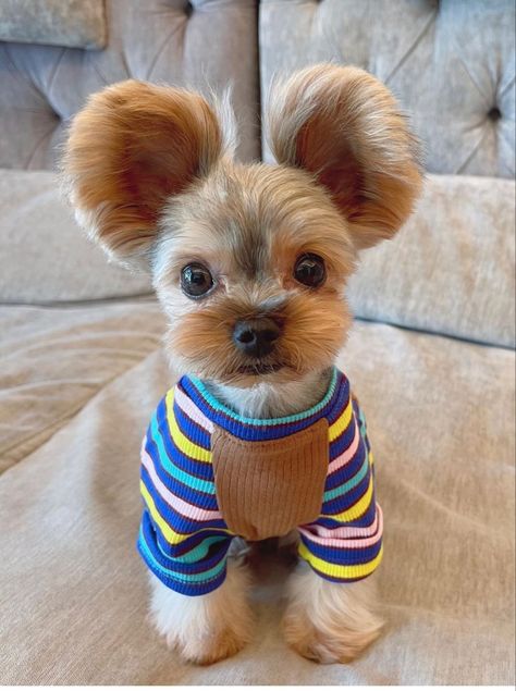 Yorkie Bear Haircut, Yorkie In Clothes, Short Yorkie Haircut, Preppy Puppies, Yorkie Haircut, Yorkie Haircuts, Yorkie Dogs, Bear Ears, Puppy Pictures