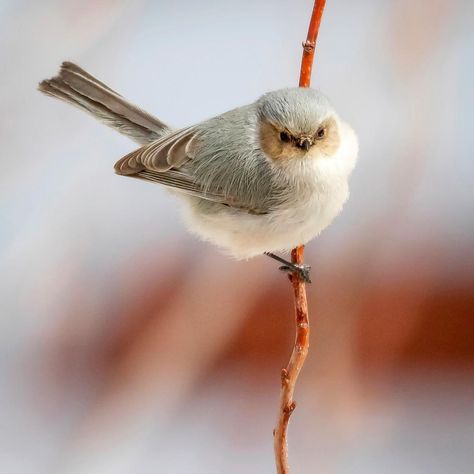 Birds & Blooms on Instagram: “What do you think this bushtit is thinking? (📸: Russell Pickering of Loveland, Colorado)⁠ ⁠ #bushtit #bushtits #bestbirdshots #picoftheday…” Loveland Colorado, John Muir, Pretty Birds, Birdy, Art Reference Photos, Animals Beautiful, Pet Birds, Autumn Leaves, You Think